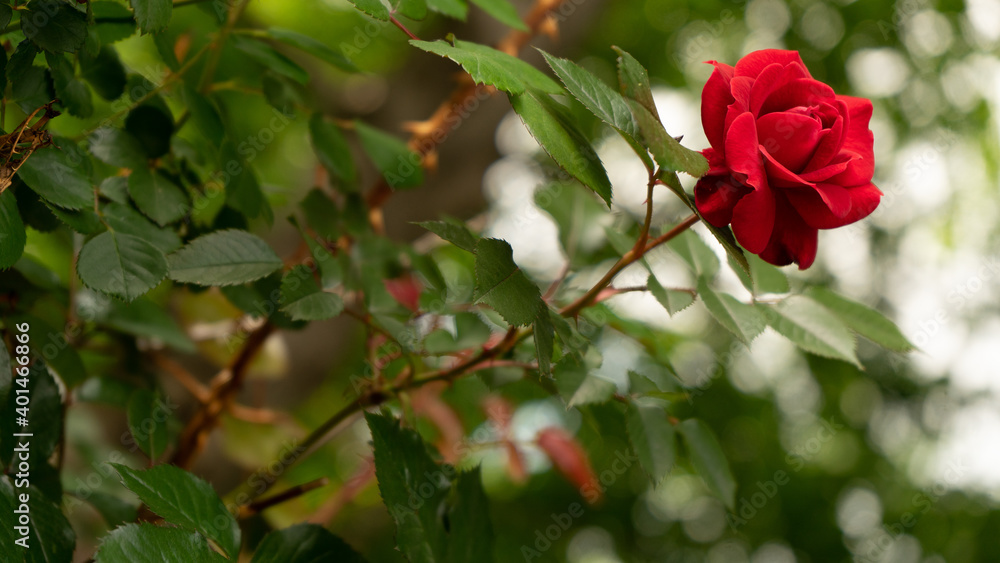 beautiful red rose beautiful red rose