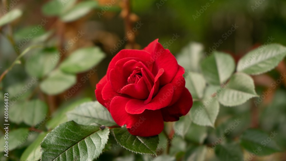 single red rose single red rose