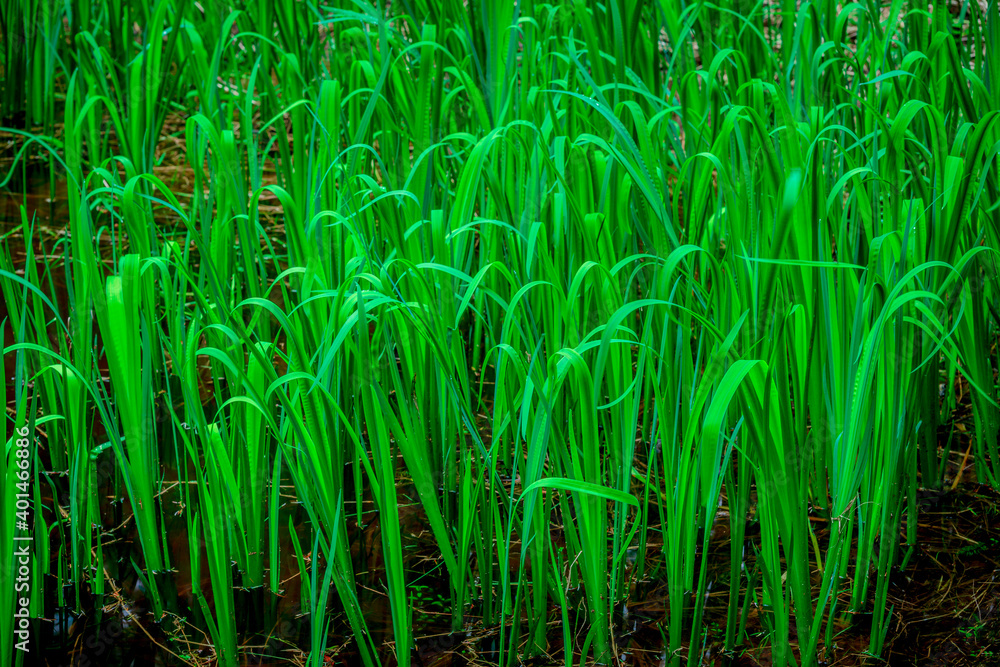 Fototapeta premium tall grass in the morning