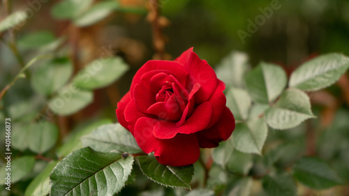 Wallpaper Mural single red rose Torontodigital.ca