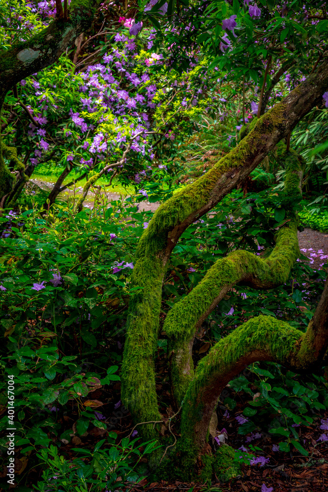 moss covered rhododendron tree moss covered rhododendron tree