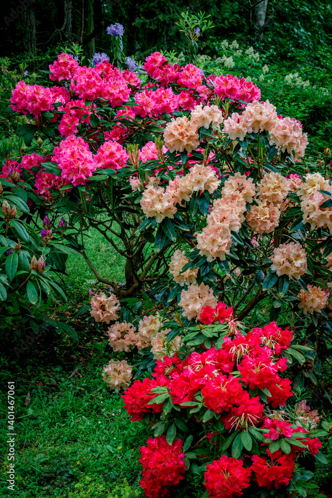 rhododendrons in spring garden rhododendrons in spring garden