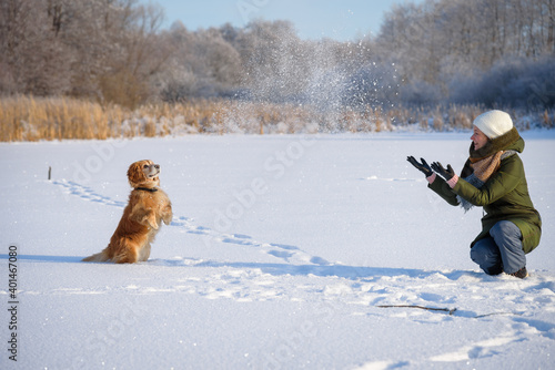 Konstfotografi A young woman plays with english cocker spaniel in wintertime, hunting dog and snow