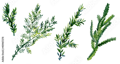 Watercolor forest greenery floral with fir tree branch, twigs, foliage for greting card, wedding card, bridal card, botanical logo, rustic baby shower.