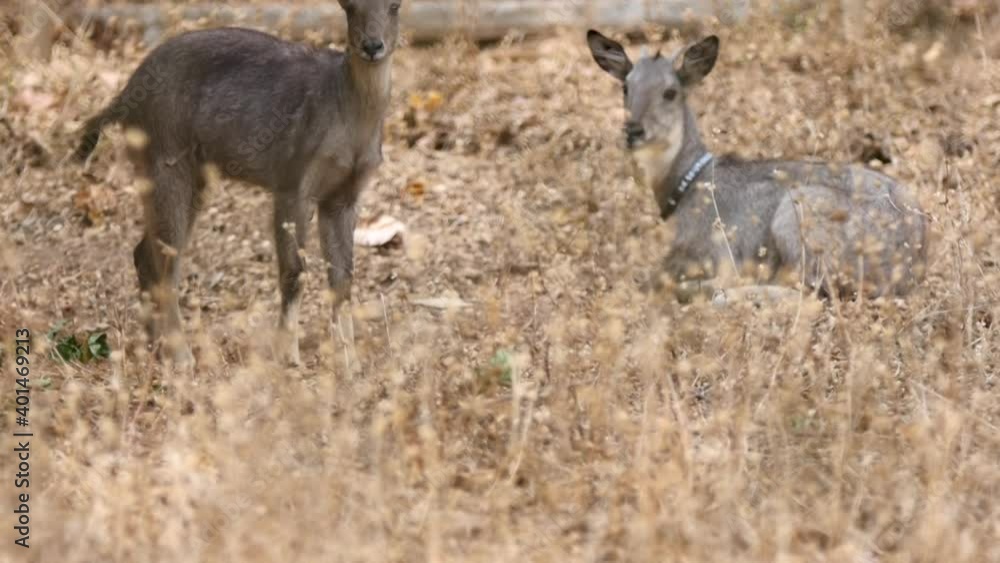 A Gorals caged for conservation. A Gorals caged for conservation.