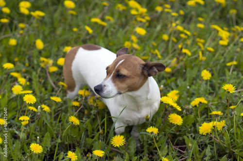 Jack Russell Terrier in a meadow among yellow dandelions. photo of the dog.