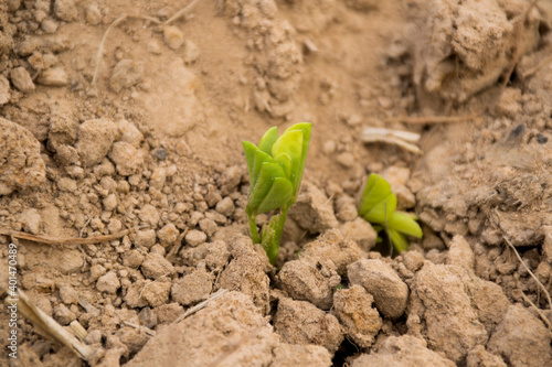 Peanut seedlings growing on the soil.