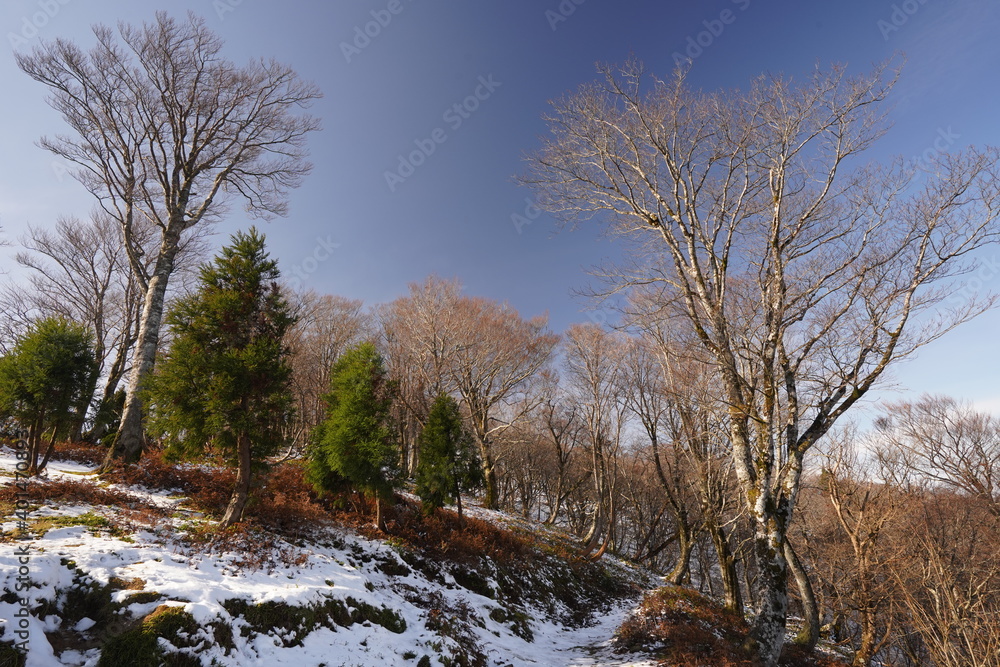 初冬の山(おにゅう峠、鯖街道、滋賀・福井間))(desolate winter tree,,onyu toge,siga,fukui,japan,travel,drive,nature,beautifle,cold) 初冬の山(おにゅう峠、鯖街道、滋賀・福井間))(desolate winter tree,,onyu toge,siga,fukui,japan,travel,drive,nature,beautifle,cold)