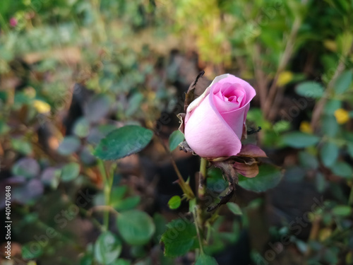 Realistic rose bud with stem and leaves closeup