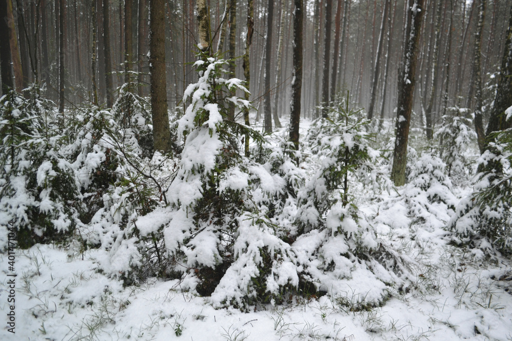 Fototapeta premium Small Christmas Trees Under the Snow Outfit.