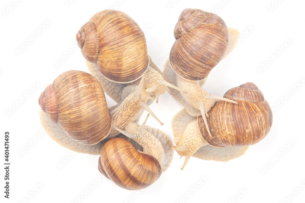Helix pomatia. grape snail on a white background. mollusc and invertebrate. gourmet protein meat food. communication of the individual in society Helix pomatia. grape snail on a white background. mollusc and invertebrate. gourmet protein meat food. communication of the individual in society