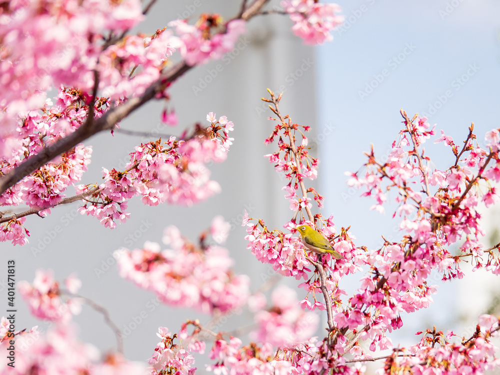 A green Warbling white-eye is stopped on the cherry blossoms. It is a pink flower that symbolizes spring in Japan. Taken in Tokyo, Japan. A green Warbling white-eye is stopped on the cherry blossoms. It is a pink flower that symbolizes spring in Japan. Taken in Tokyo, Japan.
