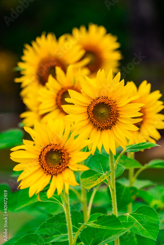 Fototapeta Naklejka Na Ścianę i Meble -  Beautiful Sunflower blossom close up