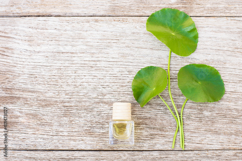 Gotu Kola leaves ( Asiatic pennywort, Indian pennywort, Centella asiatica ) and bottle of essential oil extract isolated on old wood table background.