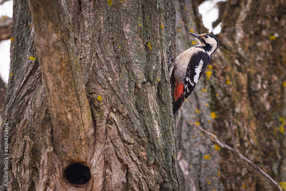 Great spotted woodpecker on a pine tree on a spring morning in the hollow building Great spotted woodpecker on a pine tree on a spring morning in the hollow building