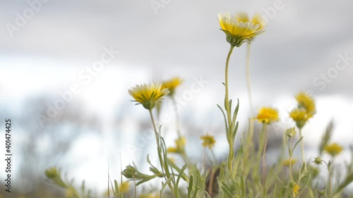 wildflowers in the meadow : close-up photo