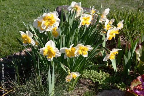 A large number of narcissuses look brightly and contrastly in beams of the morning sun. © imamchits