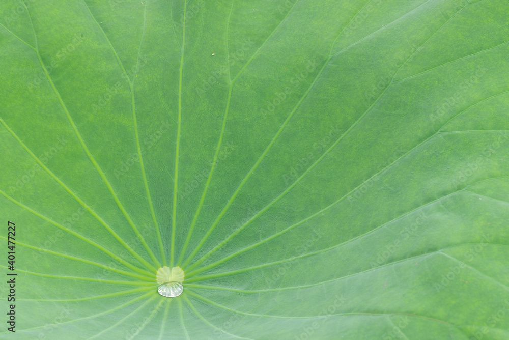 A drop of water on the lotus leaf A drop of water on the lotus leaf