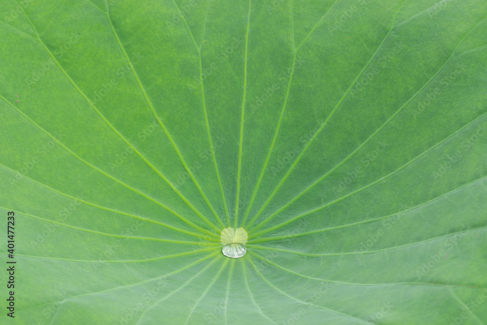 A drop of water on the lotus leaf A drop of water on the lotus leaf