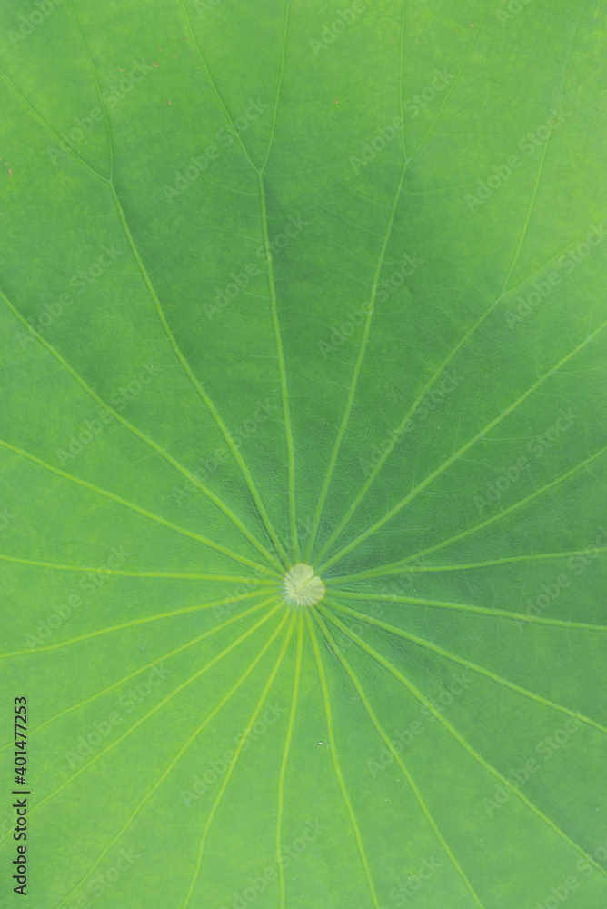 The texture of the lotus leaf. The texture of the lotus leaf.
