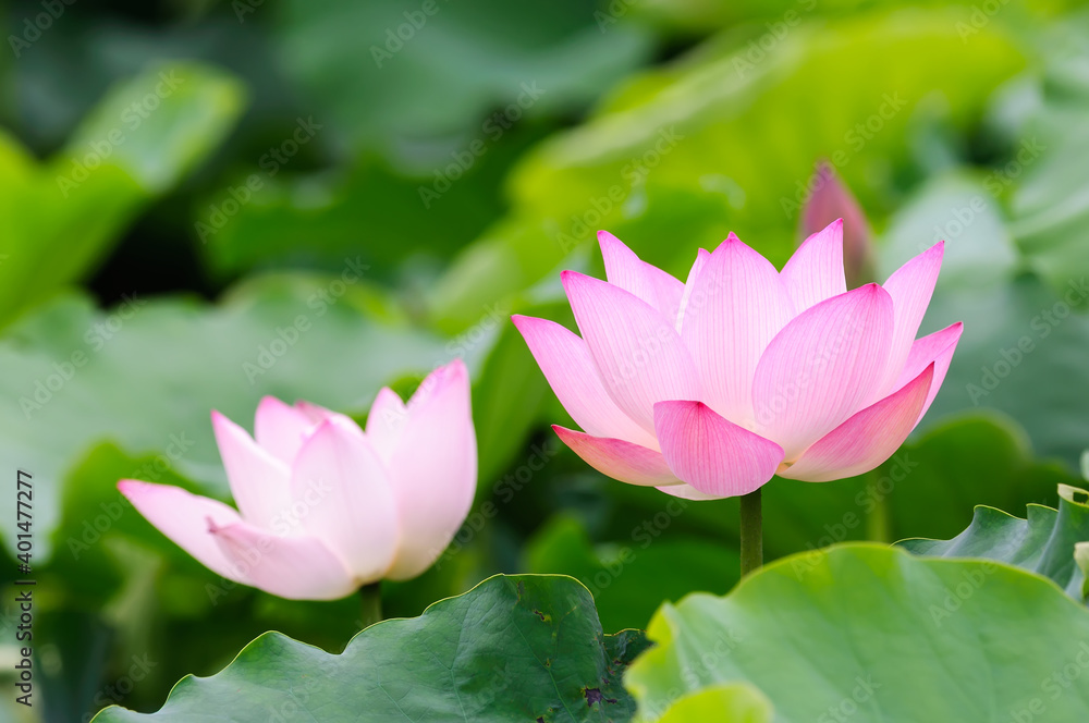 Two blooming lotus flowers in the pond Two blooming lotus flowers in the pond