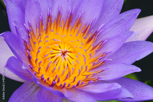 Close up blooming purple waterlily(lotus) in the sun.