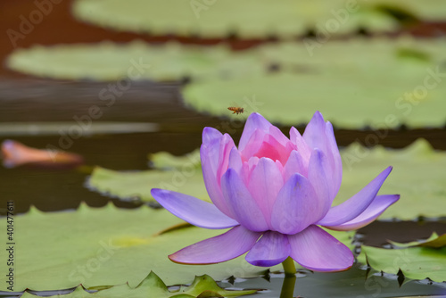 A purple lotus in the pond 