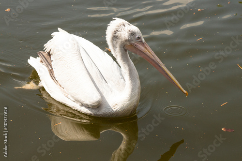 Great white or eastern white pelican, rosy pelican or white pelican is a bird in the pelican family