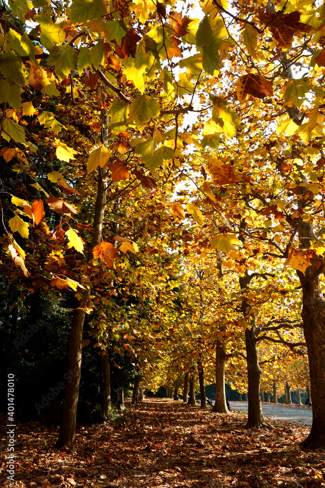 秋の色に染まったプラタナス並木