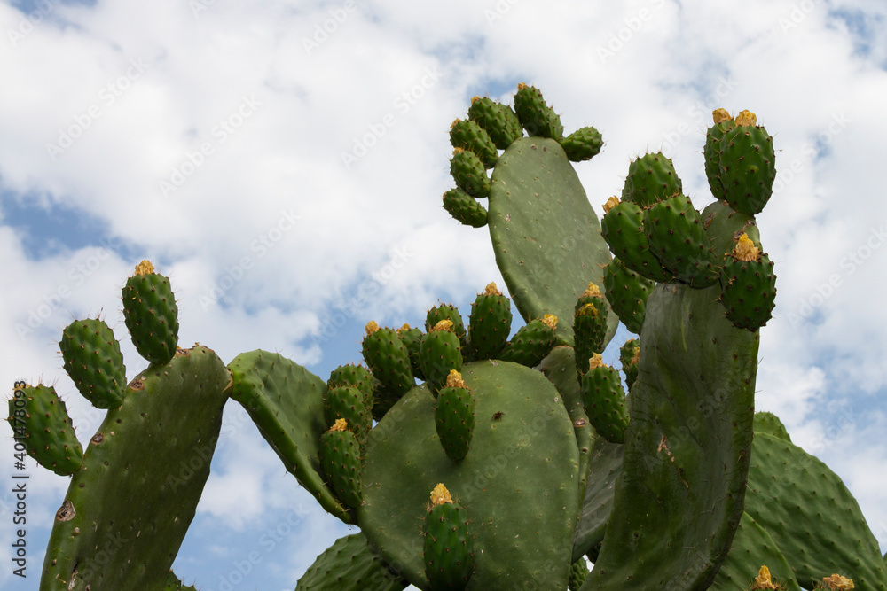 Prickly Pear Cactus in Desert at Sunset close-up Prickly Pear Cactus in Desert at Sunset close-up