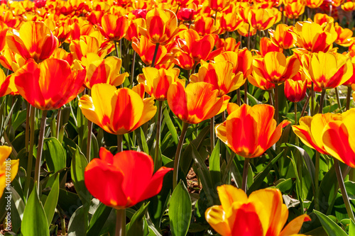 Tulipa Oxford Elite Darwin Hybrid Tulip. Spring tulips panoramic colorful flowerbed.