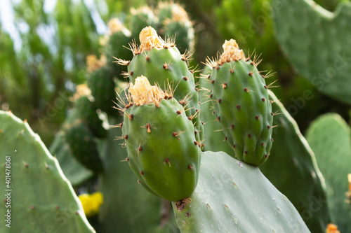 Prickly Pear Cactus in Desert at Sunset close-up