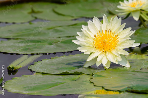 A blooming white waterlily in the pond