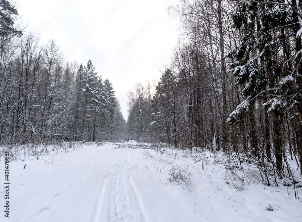 Stock Foto Winter in the forest, snow on trees, handsome christmas background