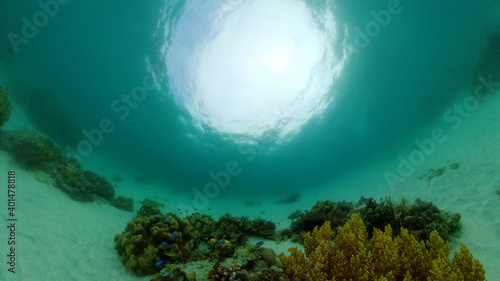 Underwater fish garden reef. Reef coral scene. Seascape under water. Philippines.