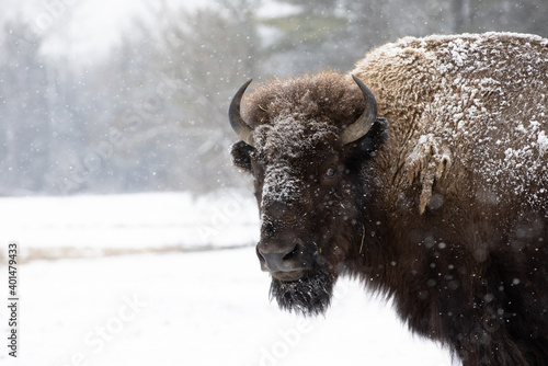 Bison staring into camera during winter - medium shot