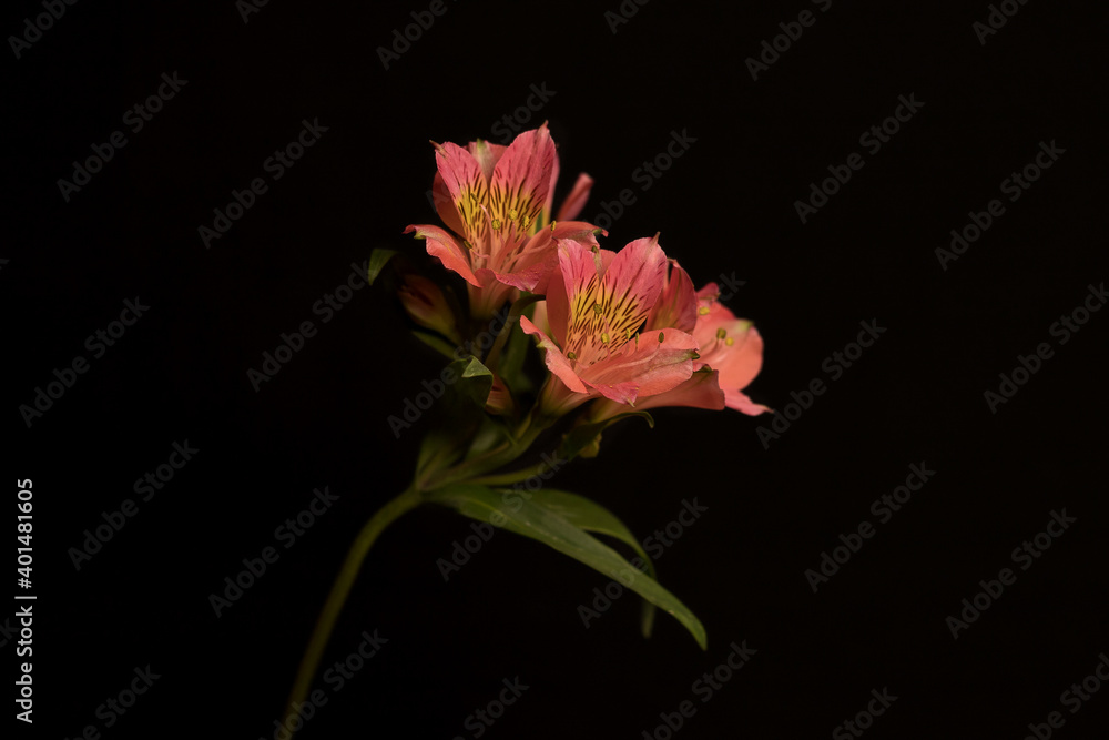 Fototapeta premium Alstroemeria on a black background