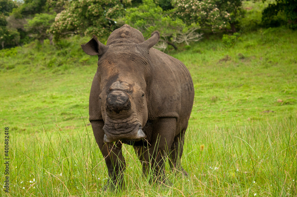 Fototapeta premium rhino in the grass
