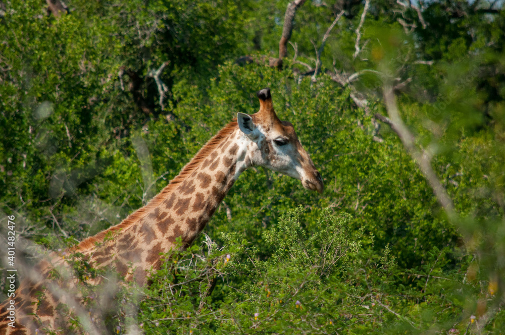 Obraz premium giraffe eating grass