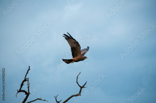 eagle in flight