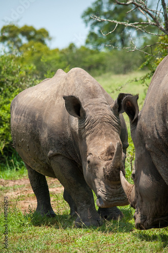 rhino and calf
