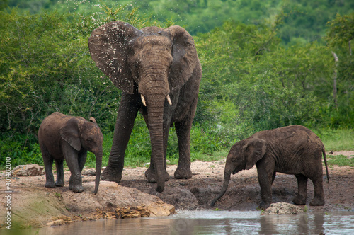 elephants in the wild