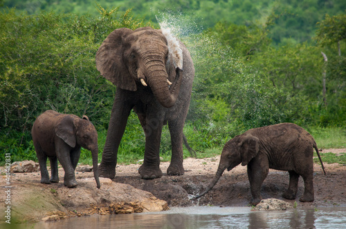 african elephant family