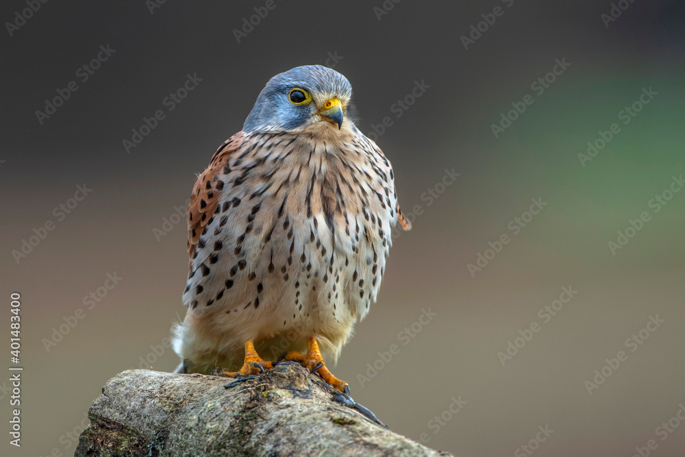 Turmfalke (Falco tinnunculus) Männchen Turmfalke (Falco tinnunculus) Männchen