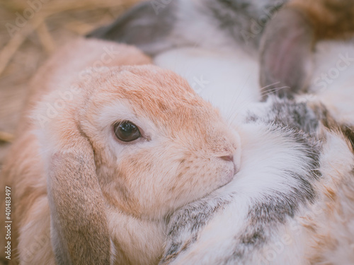 A group of rabbits are resting in the rabbit house.