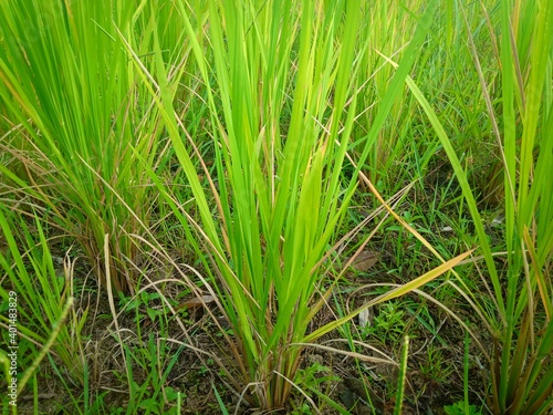 a selective focus picture of rice field in organic farm