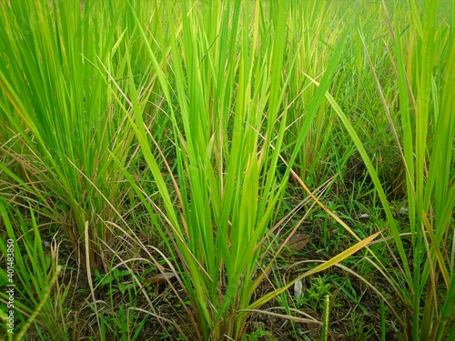 a selective focus picture of rice field in organic farm