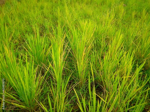 a selective focus picture of rice field in organic farm