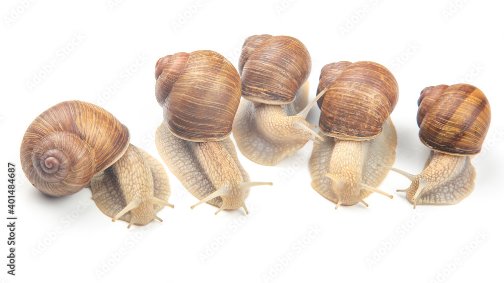 Helix pomatia. grape snail on a white background. mollusc and invertebrate. gourmet protein meat food. communication of the individual in society