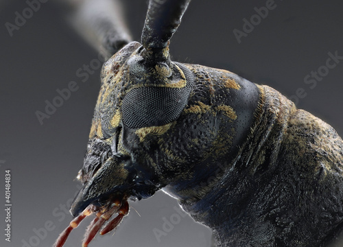 long horn beetle face